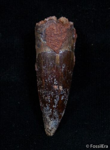 Juvenile Spinosaurus Tooth - Great Preservation #2218